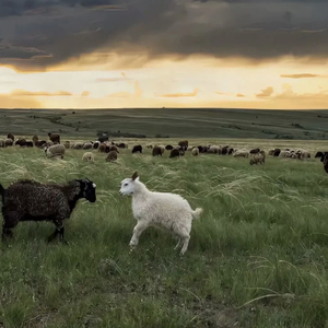欧美性爱ⅩⅩⅩ少少女
